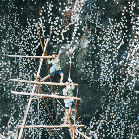 Cách xây nhà nuôi yến sẽ là các yếu tố sau