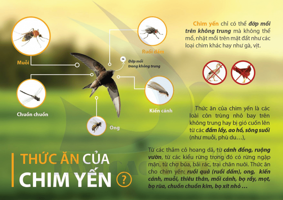 Đặc tính của loài chim yến